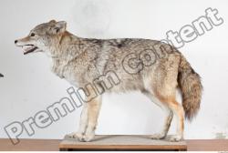 Whole Body Wolf